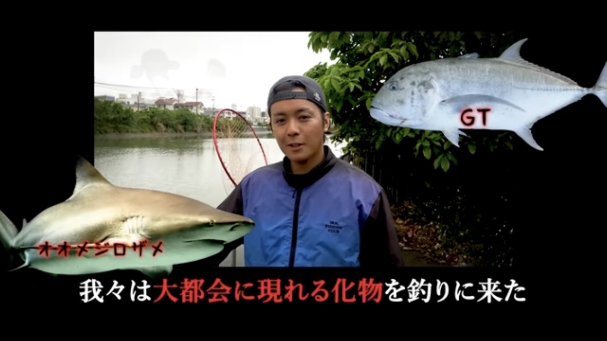 ｜「マジでいるのか」大都会に流れる川で『世界三大危険ザメ』を捕獲。「本当に珍しい事態です」