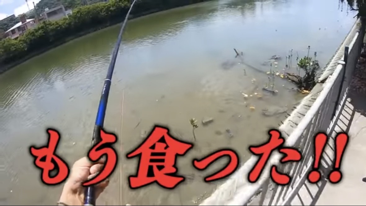 ｜「マジでいるのか」大都会に流れる川で『世界三大危険ザメ』を捕獲。「本当に珍しい事態です」