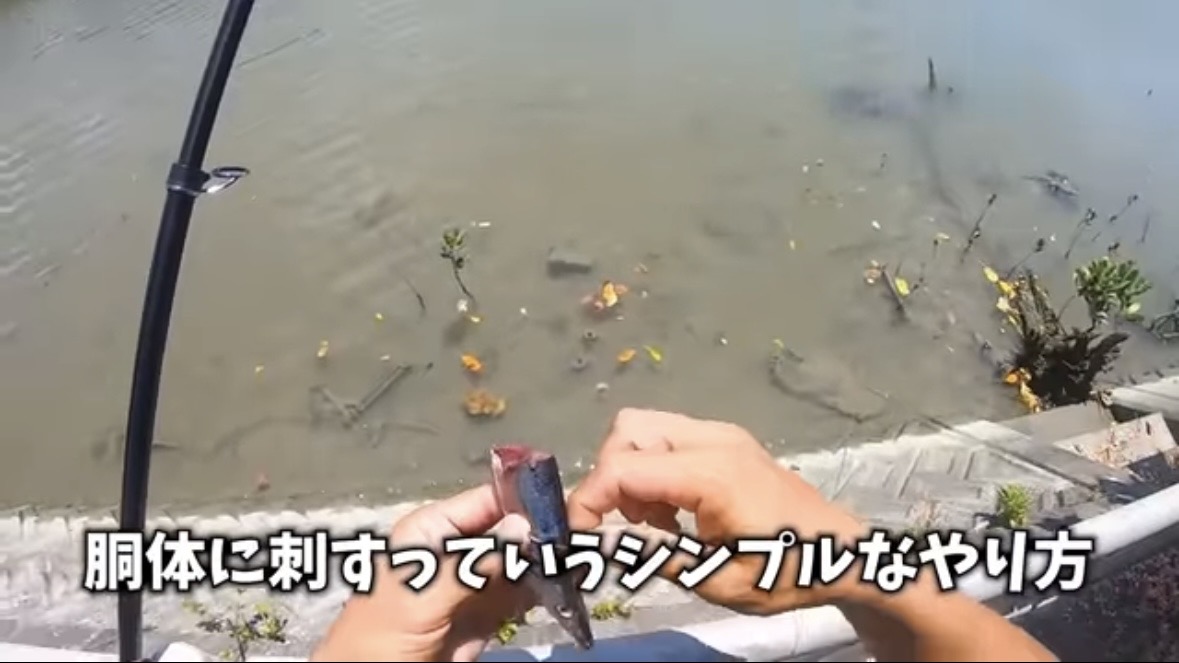 ｜「マジでいるのか」大都会に流れる川で『世界三大危険ザメ』を捕獲。「本当に珍しい事態です」