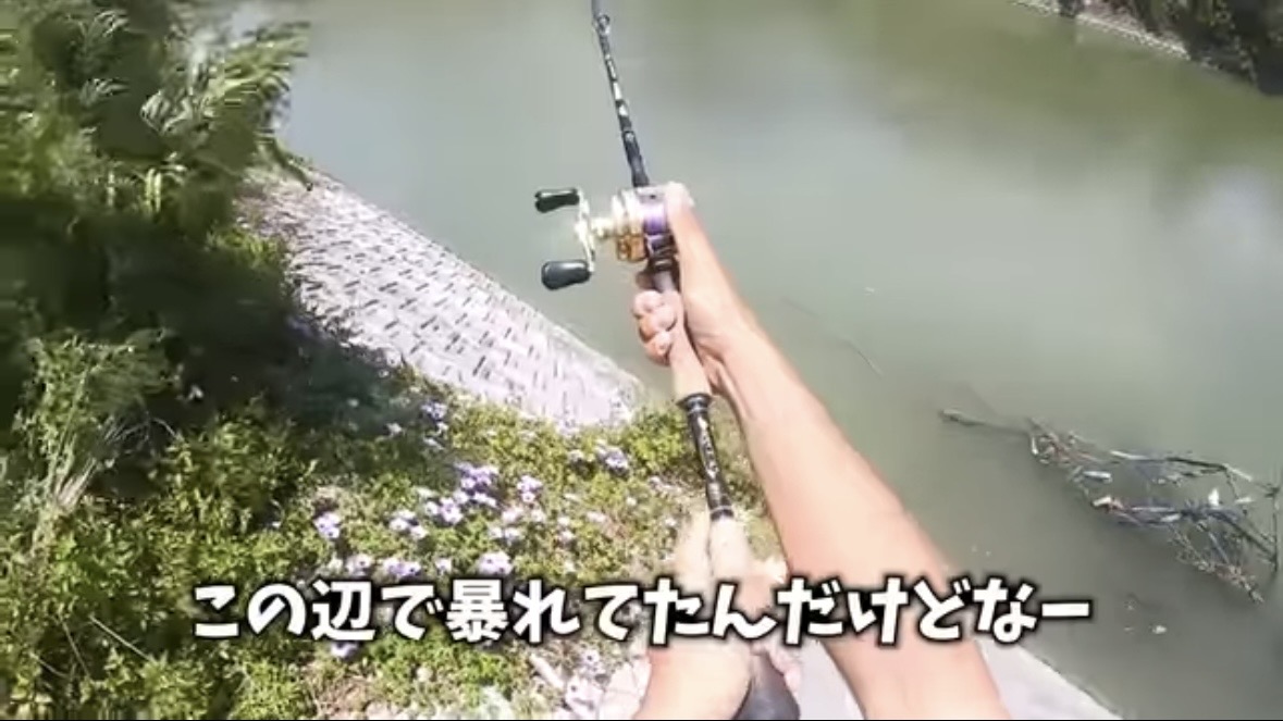 ｜「マジでいるのか」大都会に流れる川で『世界三大危険ザメ』を捕獲。「本当に珍しい事態です」