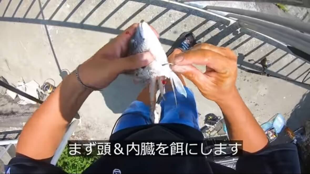 ｜「マジでいるのか」大都会に流れる川で『世界三大危険ザメ』を捕獲。「本当に珍しい事態です」