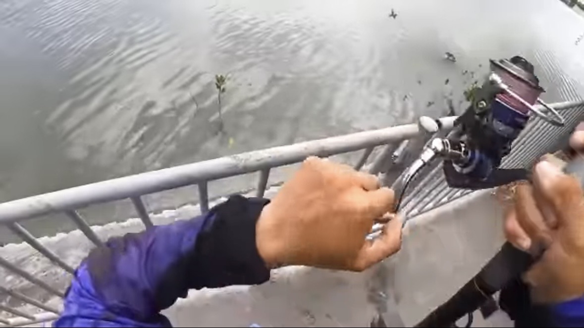 ｜「マジでいるのか」大都会に流れる川で『世界三大危険ザメ』を捕獲。「本当に珍しい事態です」