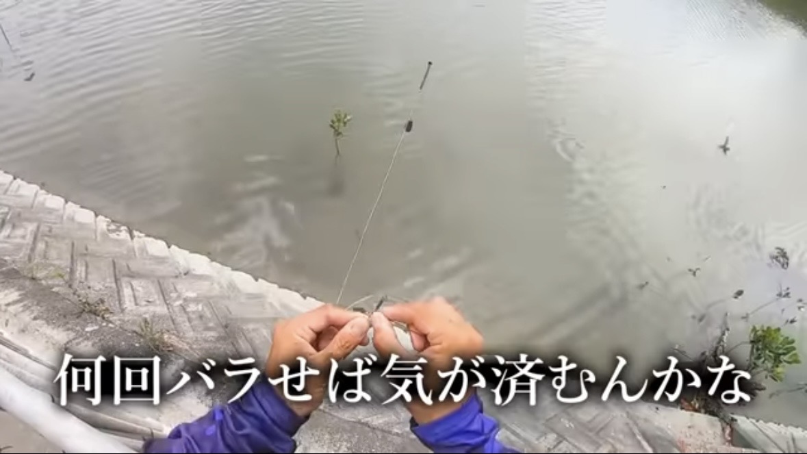 ｜「マジでいるのか」大都会に流れる川で『世界三大危険ザメ』を捕獲。「本当に珍しい事態です」