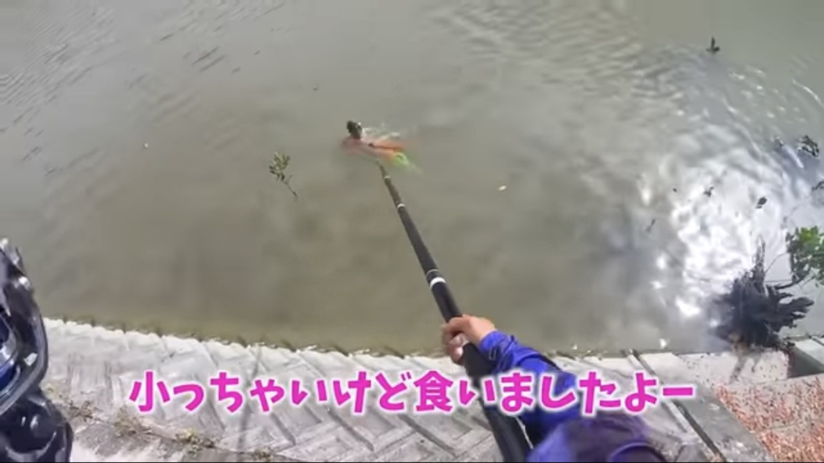 ｜「マジでいるのか」大都会に流れる川で『世界三大危険ザメ』を捕獲。「本当に珍しい事態です」