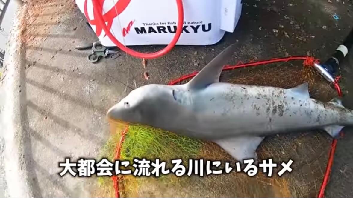 ｜「マジでいるのか」大都会に流れる川で『世界三大危険ザメ』を捕獲。「本当に珍しい事態です」