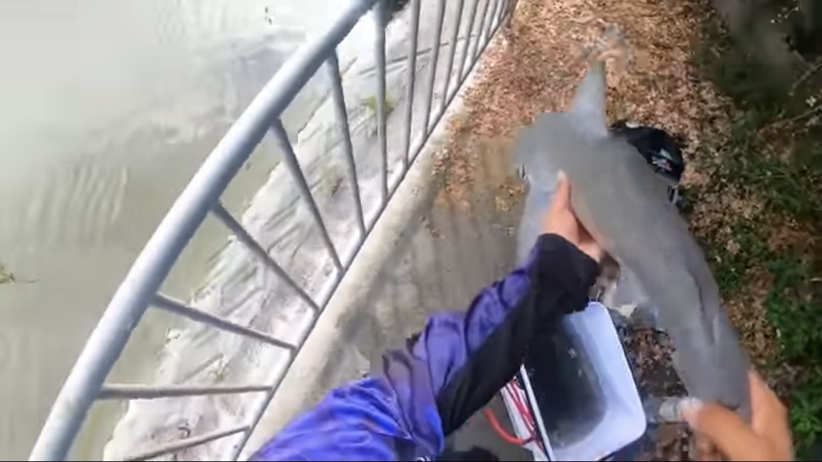 ｜「マジでいるのか」大都会に流れる川で『世界三大危険ザメ』を捕獲。「本当に珍しい事態です」