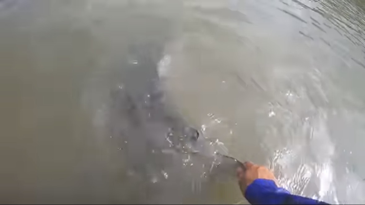 ｜「マジでいるのか」大都会に流れる川で『世界三大危険ザメ』を捕獲。「本当に珍しい事態です」