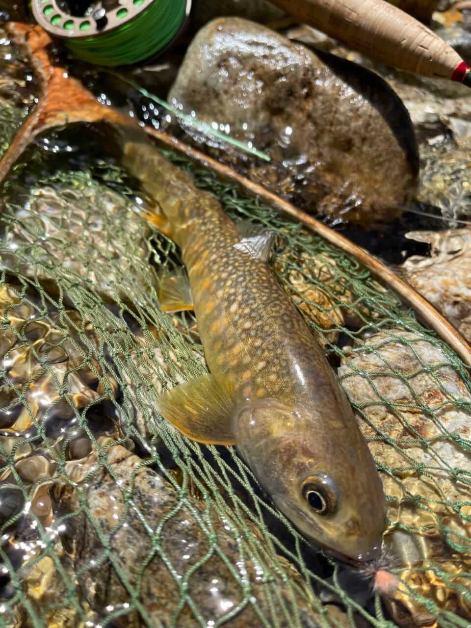 ｜渓流解禁に向けて覚えておきたい最低限のルール