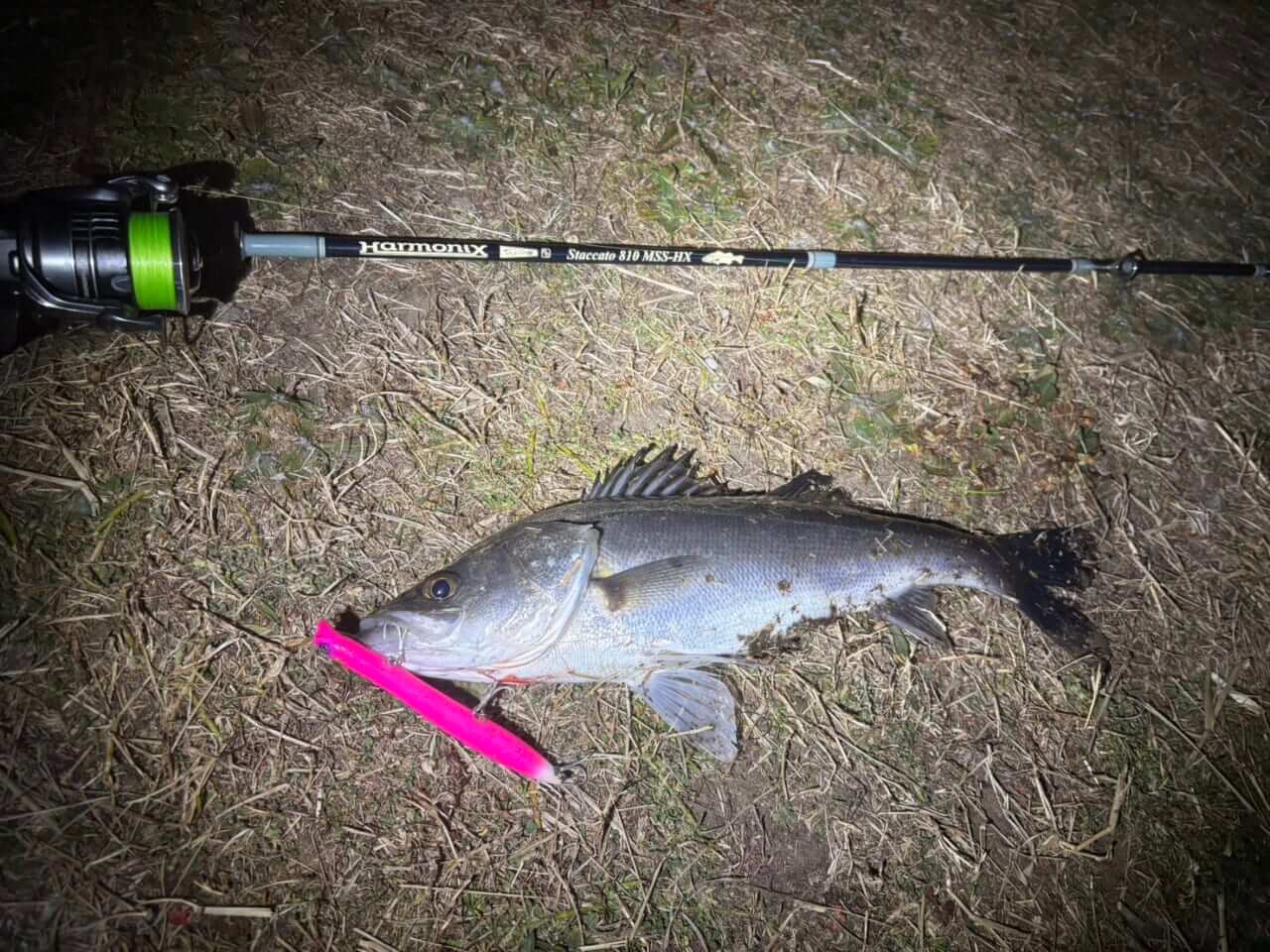 ｜【２月は本気出せ】バチ抜けが猛威を振るってきたので行ってみたら…。