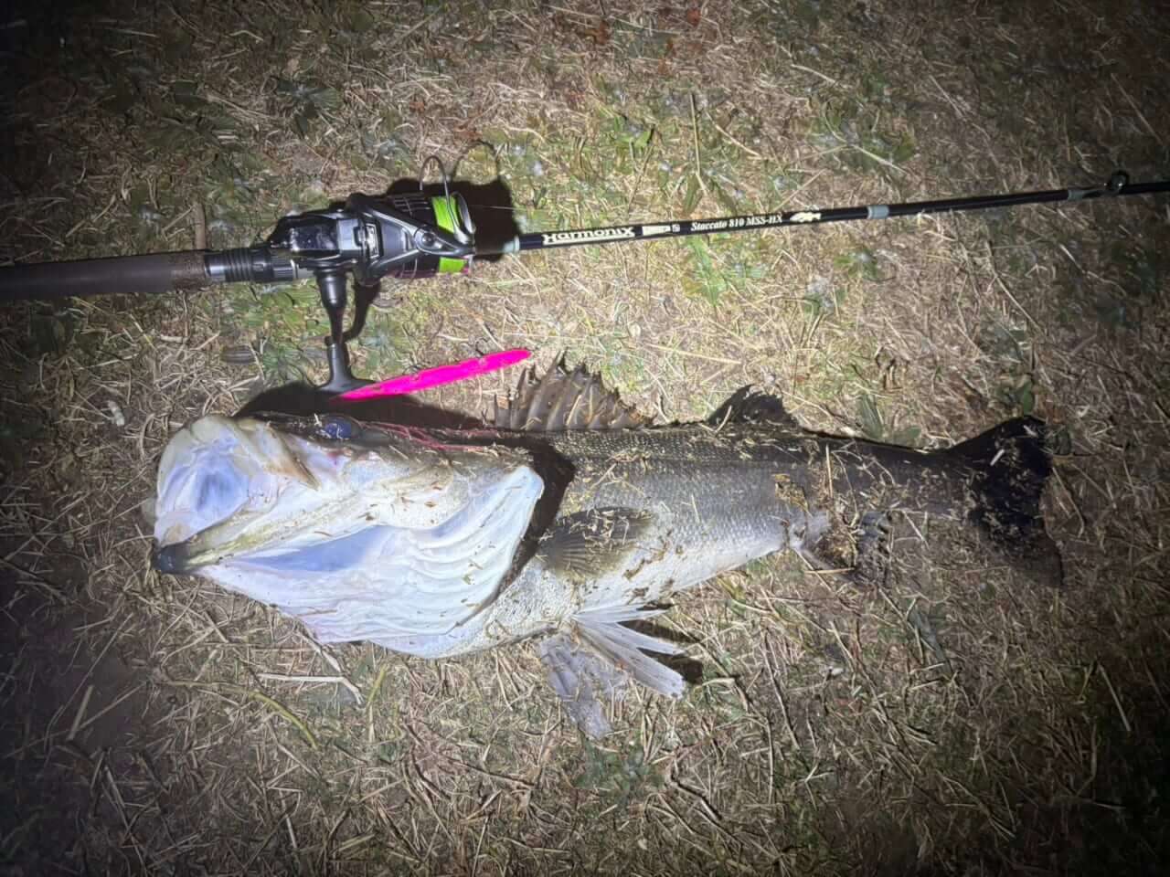 ｜【２月は本気出せ】バチ抜けが猛威を振るってきたので行ってみたら…。