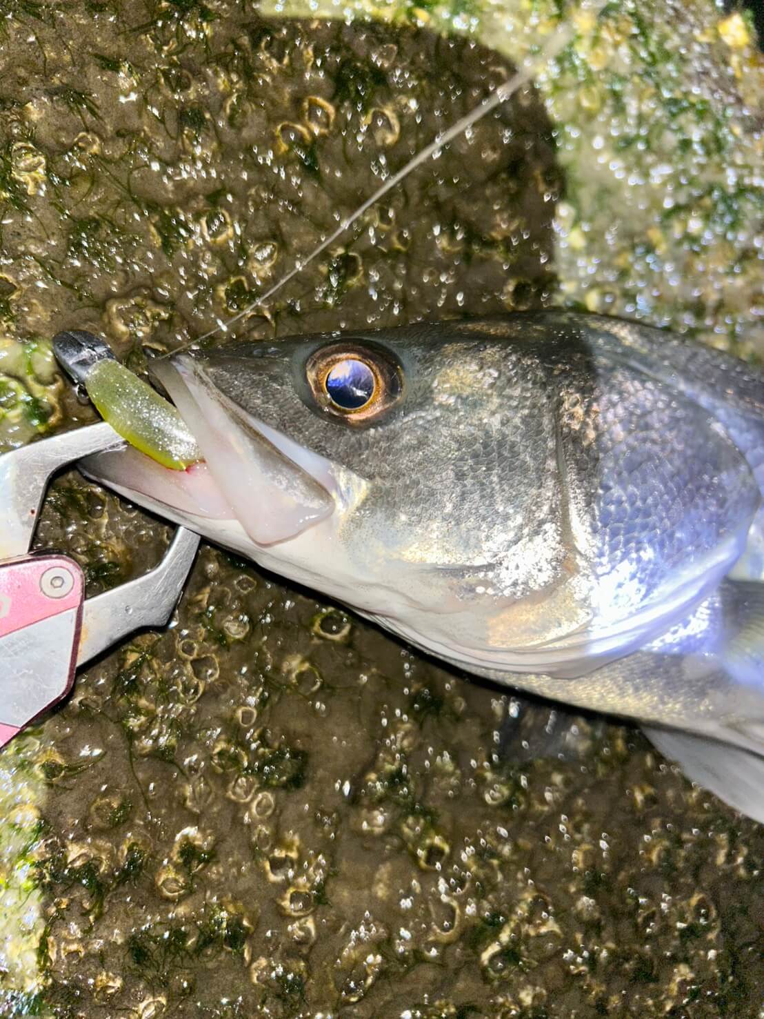 ｜バチ抜けシーズンのショートバイト対策！ フッキングさせるために意識したい「変える」べきこととは？