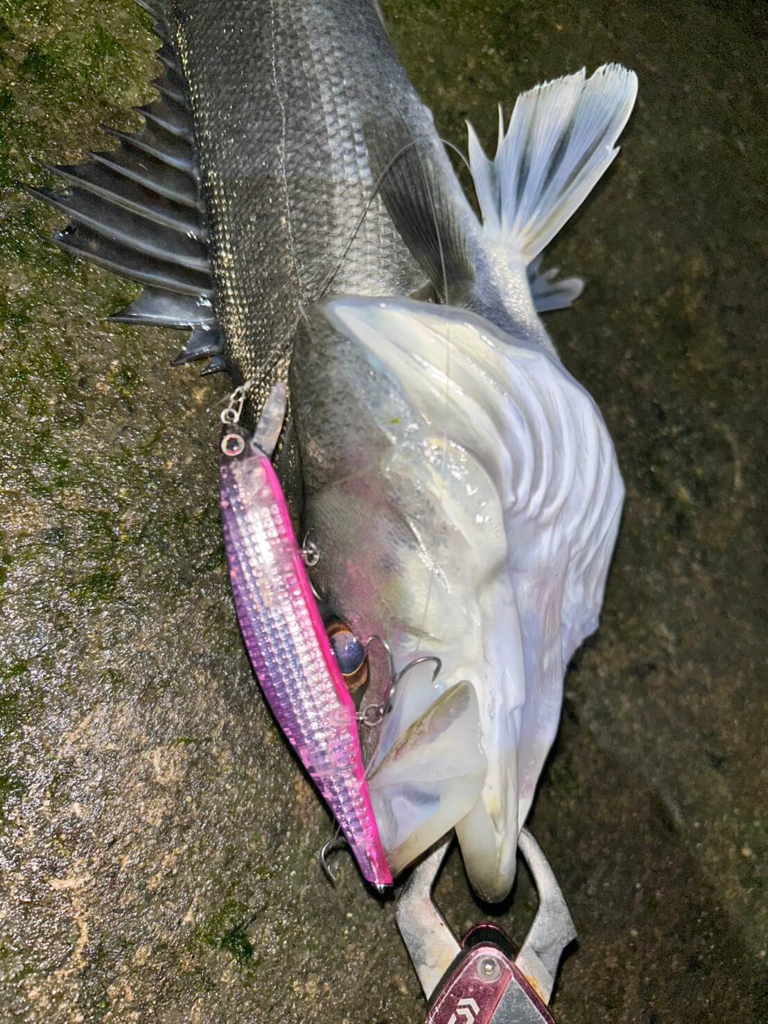 ｜バチ抜けシーズンのショートバイト対策！ フッキングさせるために意識したい「変える」べきこととは？