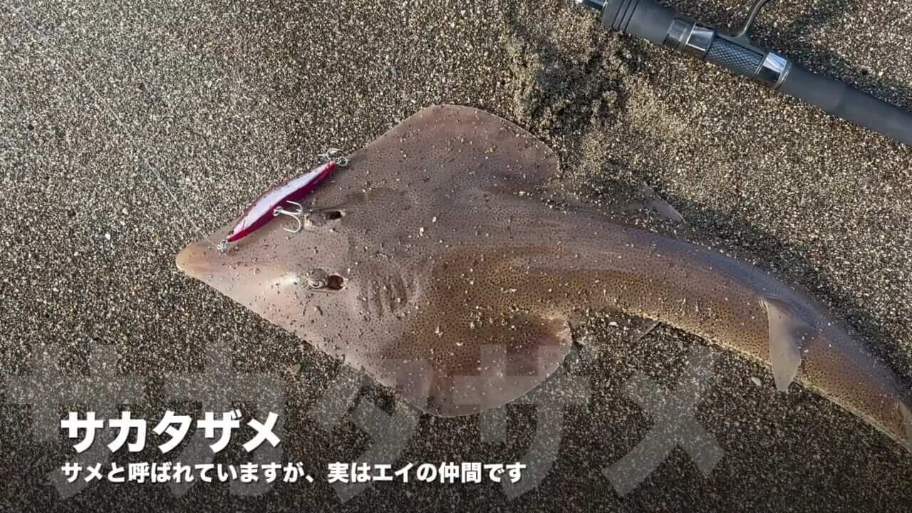 ｜「なんだこの魚」「宇宙人みたい」砂浜で釣れたのはまさかの…。『エイリアン顔』の魚の正体とは？