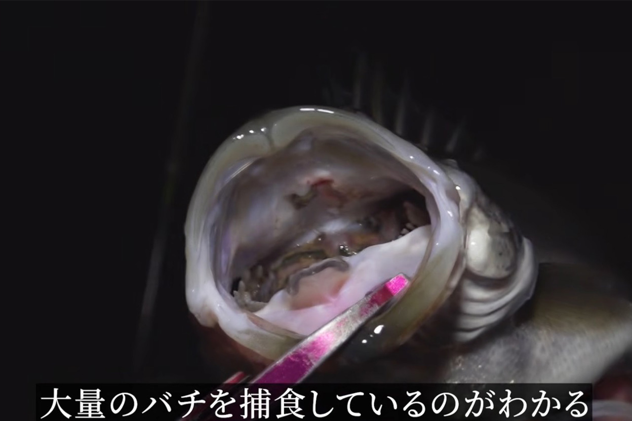 ｜「バチ抜けって簡単なんでしょ？」甘い言葉に騙されたら、“大量のバチ”に囲まれた。