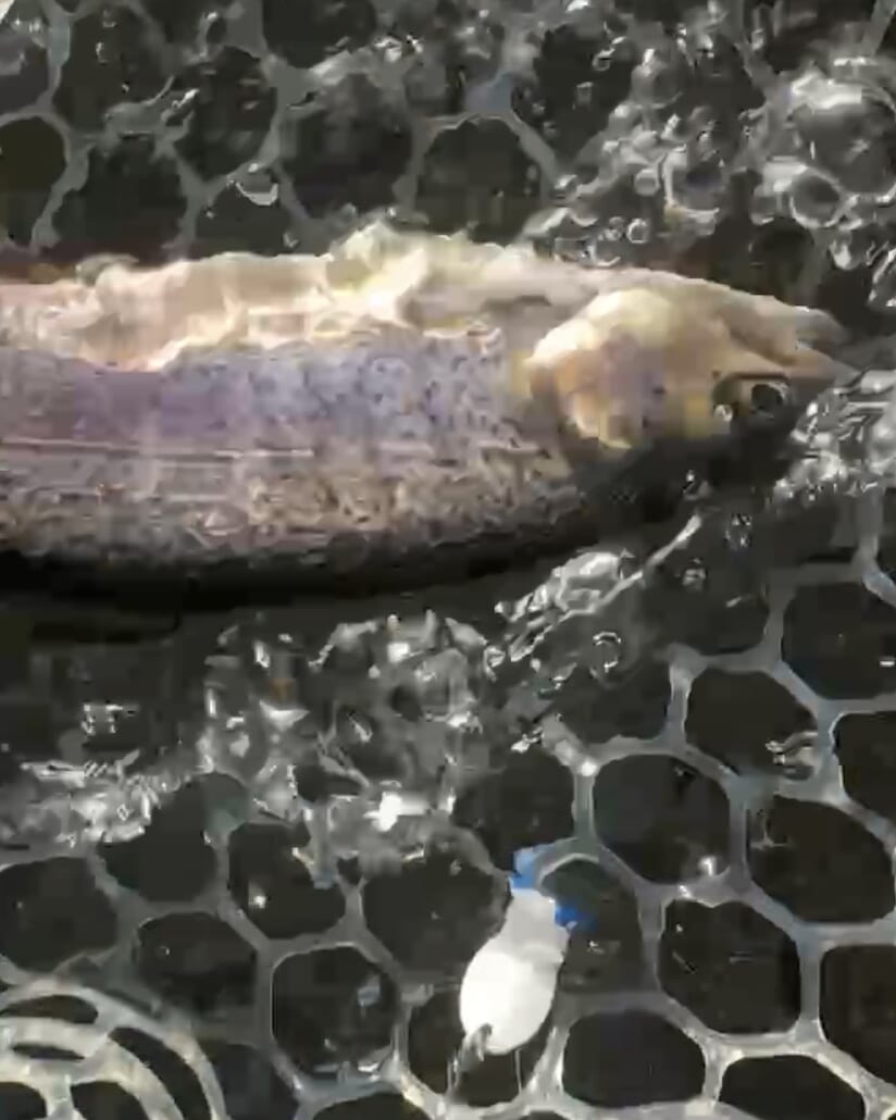 ｜「見てるだけで癒される」話題の“猫型スプーン”を使って釣りをしてみた結果…。