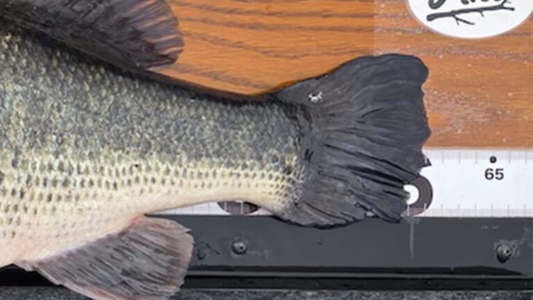 今がベストシーズン！？ 関東でロクマルを狙って釣れるのはこの湖。 釣り方はとにかくスローに、そしてふわふわと。ヒットルアーも公開しちゃいます。