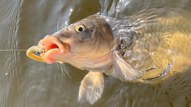 1スポットで二人で7バイト。グッドサイズキャッチに50アップのバラシも！「自分はコイだけでしたが笑」【鈴木翔のIT’S SHO TIME !!!】