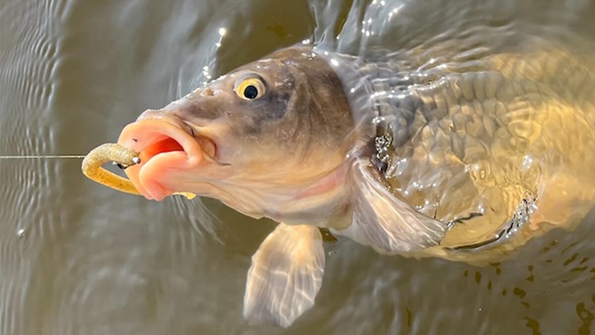 ｜1スポットで二人で7バイト。グッドサイズキャッチに50アップのバラシも！「自分はコイだけでしたが笑」【鈴木翔のIT’S SHO TIME !!!】