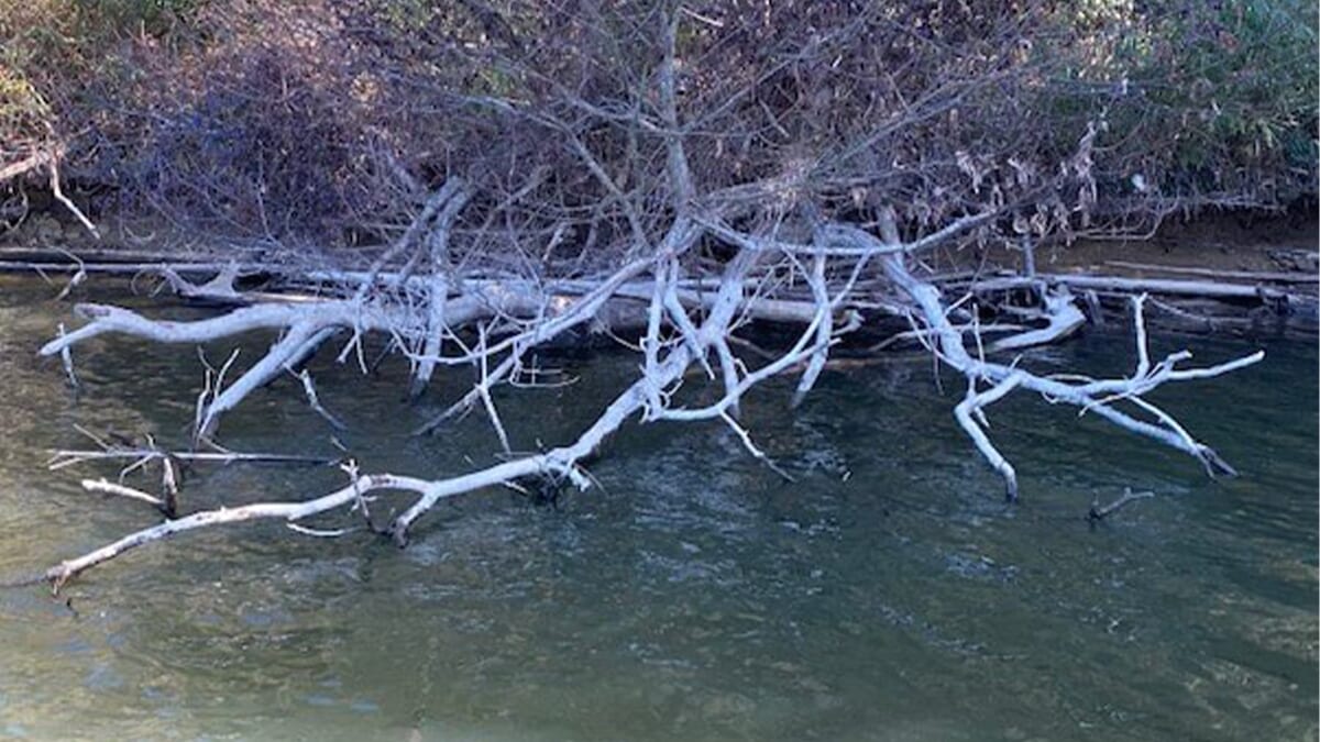 ｜「ぶっといロクマルの影」亀山湖のテスト中にビッグサイズを発見。テストを中断して狙うも…。