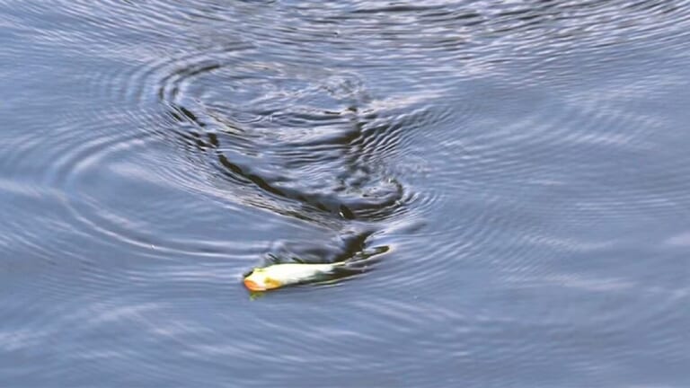 シマノから登場する“多魚種対応ポッパー”。水平姿勢採用で、誰でも簡単にドッグウォークができる扱いやすい1本に。