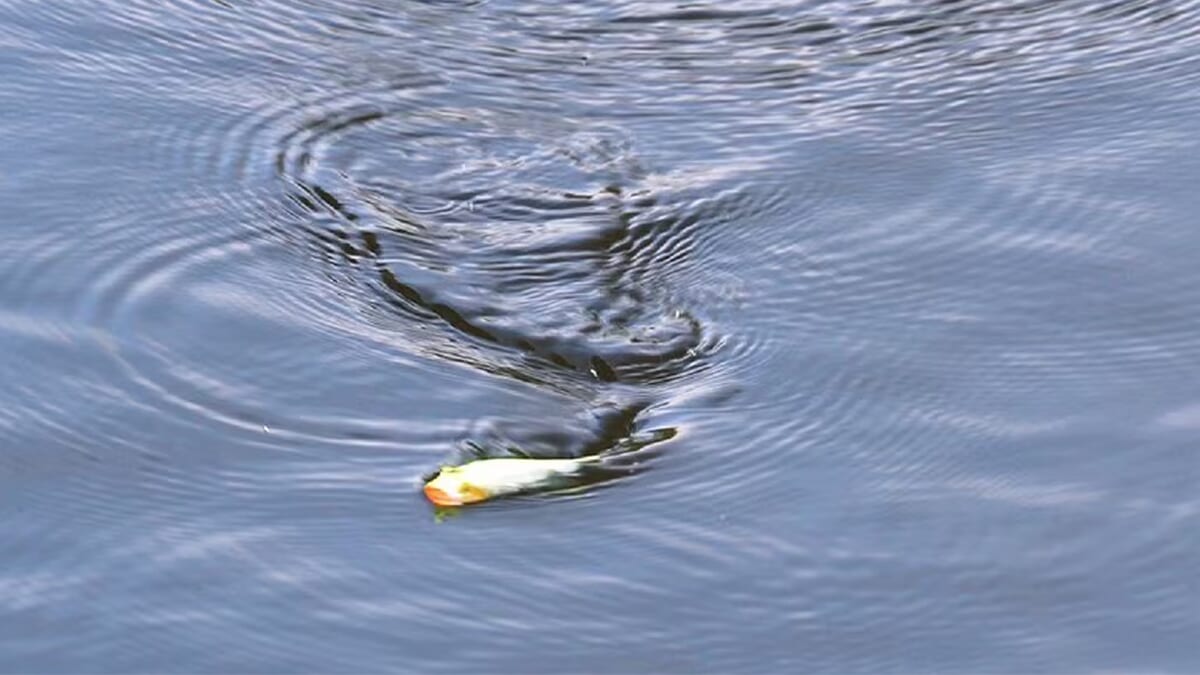 ｜シマノから登場する“多魚種対応ポッパー”。水平姿勢採用で、誰でも簡単にドッグウォークができる扱いやすい1本に。