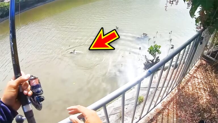 「マジでいるのか」大都会に流れる川で『世界三大危険ザメ』を捕獲。「本当に珍しい事態です」