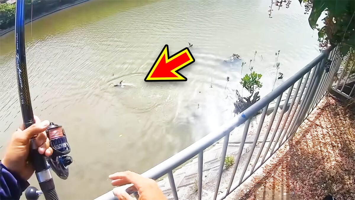 ｜「マジでいるのか」大都会に流れる川で『世界三大危険ザメ』を捕獲。「本当に珍しい事態です」