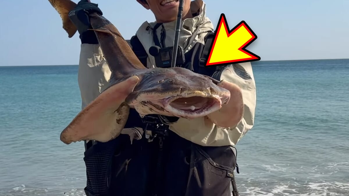 ｜「え、何コレ…」「すごい、デカい」砂浜から釣り上げられた魚の正体。まさかの日本記録級に驚愕。