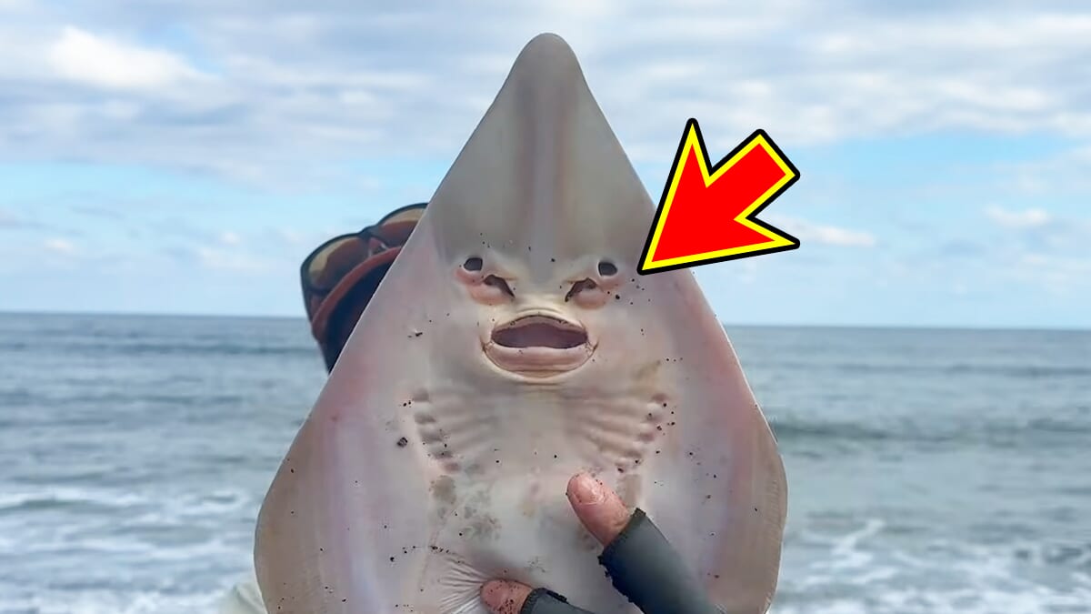 ｜「なんだこの魚」「宇宙人みたい」砂浜で釣れたのはまさかの…。『エイリアン顔』の魚の正体とは？