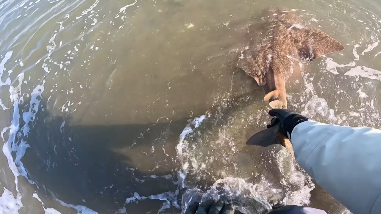 ｜「え、何コレ…」「すごい、デカい」砂浜から釣り上げられた魚の正体。まさかの日本記録級に驚愕。