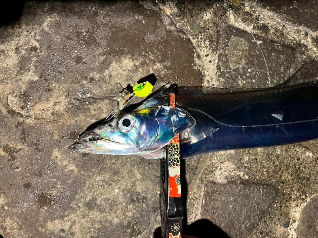 ｜ルアー感覚で楽しめるタチウオのテンヤゲーム。独特なアタリでハマる釣り人続出中!? タックルと釣り方を解説。