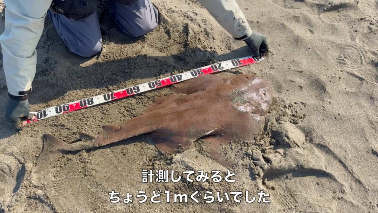 ｜「え、何コレ…」「すごい、デカい」砂浜から釣り上げられた魚の正体。まさかの日本記録級に驚愕。
