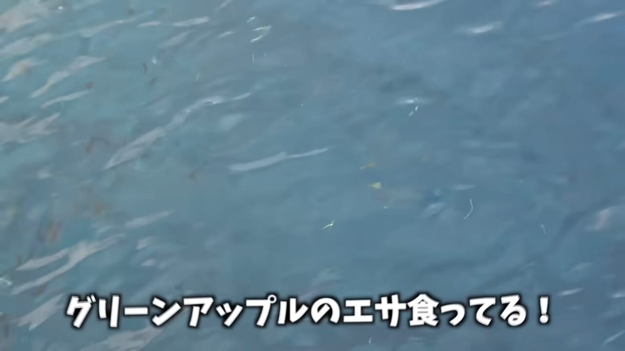 ｜「おいおい、マジかよ」「ワイヤーを切るモンスター」“緑色の謎の球体”を海に投入した結果が驚愕すぎた。