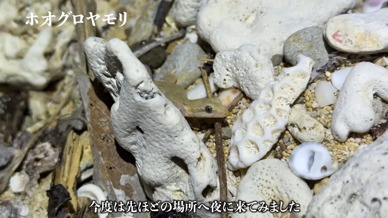 ｜「海に沈んだ遺跡」離島で見つけた“謎の構造物”。実際に乗って釣りをしてみたら、まさかの展開に。「マジか、この魚が…」