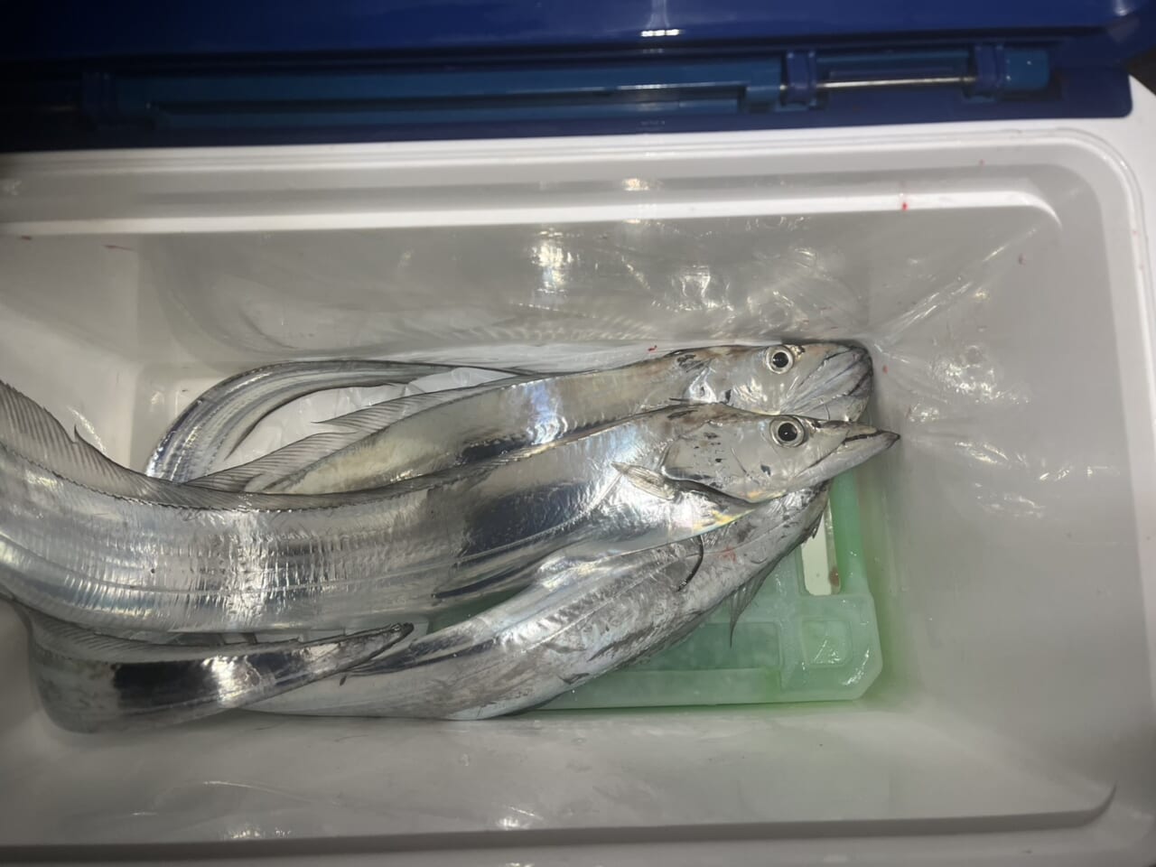 ｜ルアー感覚で楽しめるタチウオのテンヤゲーム。独特なアタリでハマる釣り人続出中!? タックルと釣り方を解説。