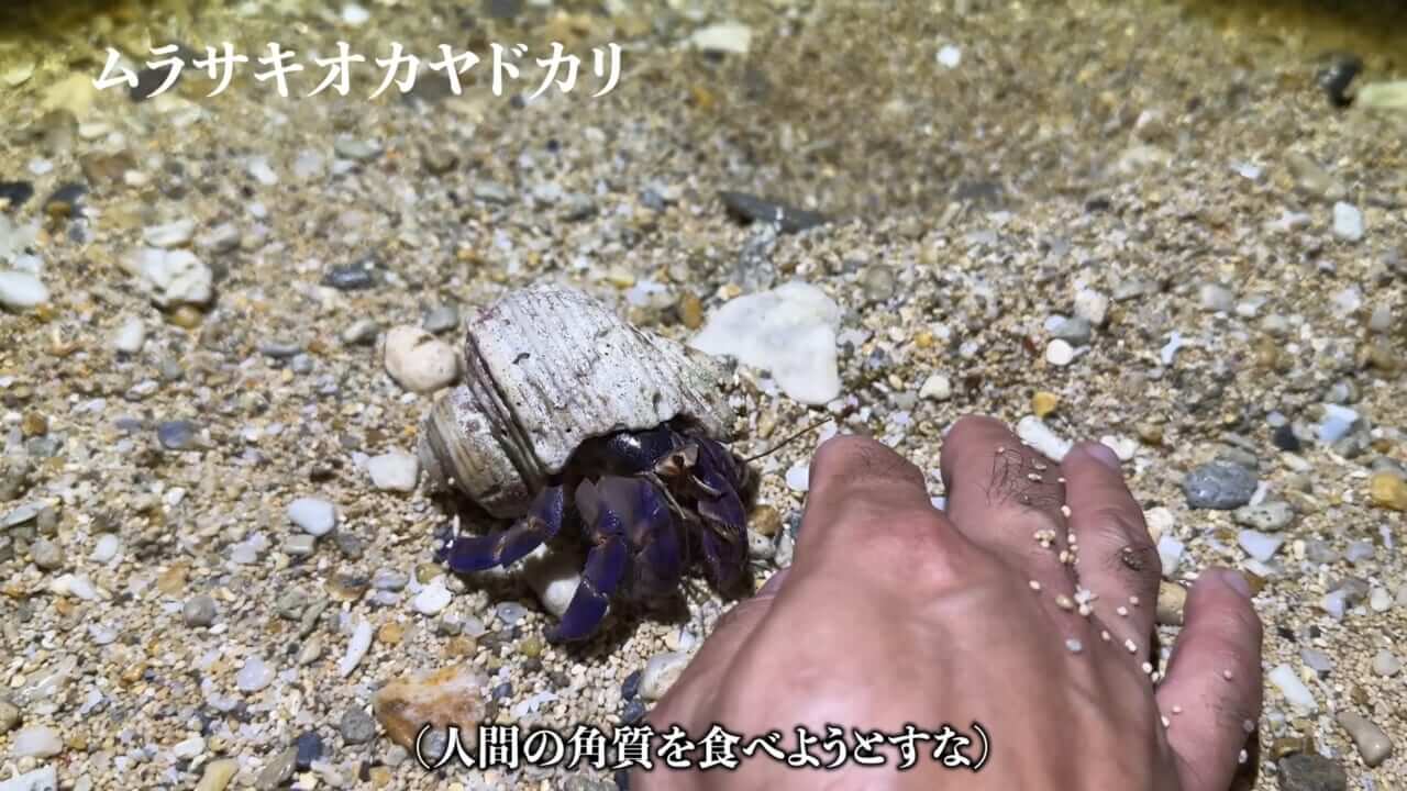 ｜「海に沈んだ遺跡」離島で見つけた“謎の構造物”。実際に乗って釣りをしてみたら、まさかの展開に。「マジか、この魚が…」