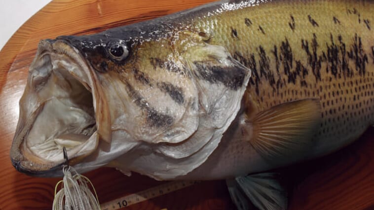 |池原ダムはなぜロクマルの聖地となったのか?フロリダ種移入と同時期に起きた奇跡とは?