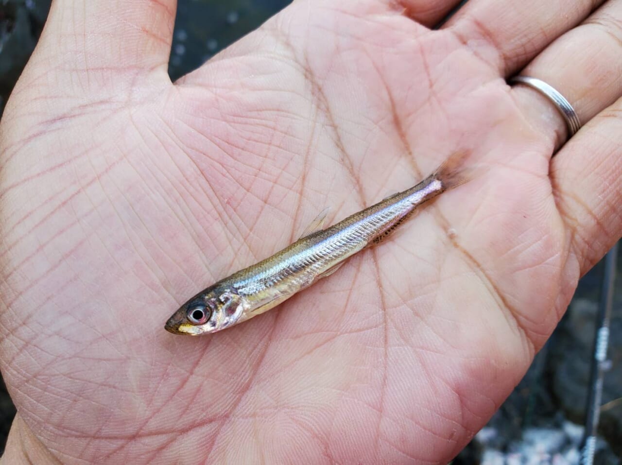 ｜【初心者にもおススメの釣れるミノー10選】小魚ソックリのジャークベイトとはどんなルアー？