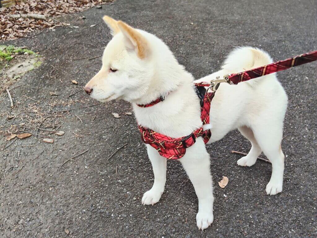 ｜「売り切れてたらごめんなさい」エギングにオススメする新メーカーの偏光グラスとは？