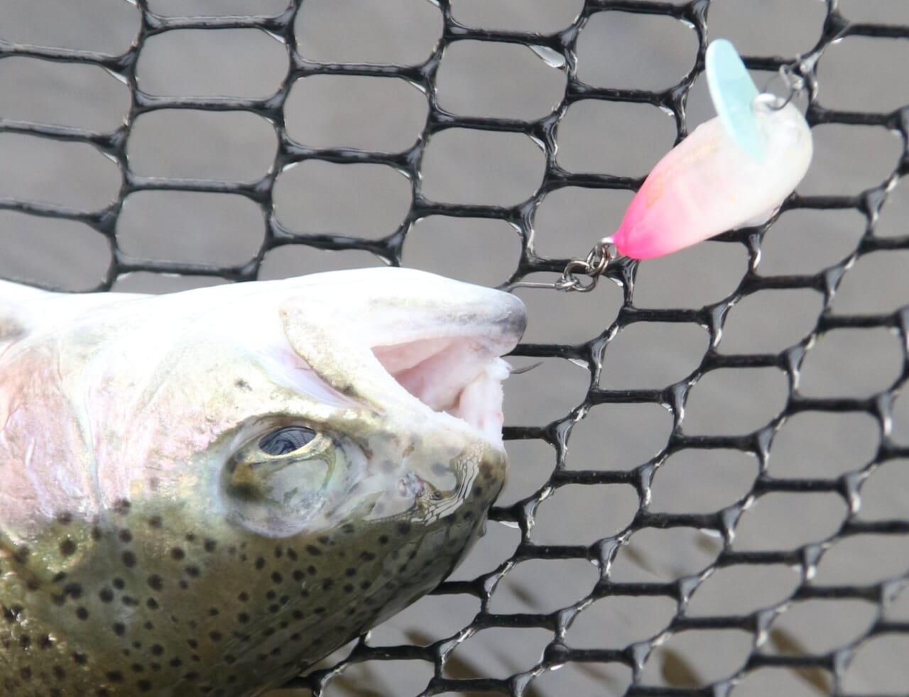 ｜４大エリアトラウト用フックを徹底解説！ 釣れるフックの選び方【ヴァンフック】