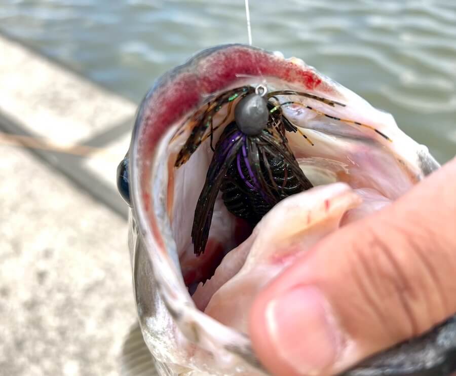 ｜春の定番ネコリグパターン。シンカーの重さ、おすすめカラーは？『濁りが入ったらこれ！』【鈴木翔のIT’S SHO TIME !!!】