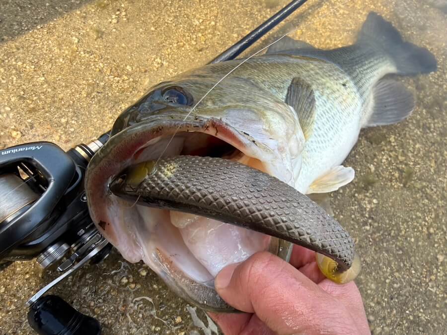 ｜ヤバすぎるデッドデッド巻き…。シャローで一撃でデカバスゲット！「このルアーパワー、ホンモノです」