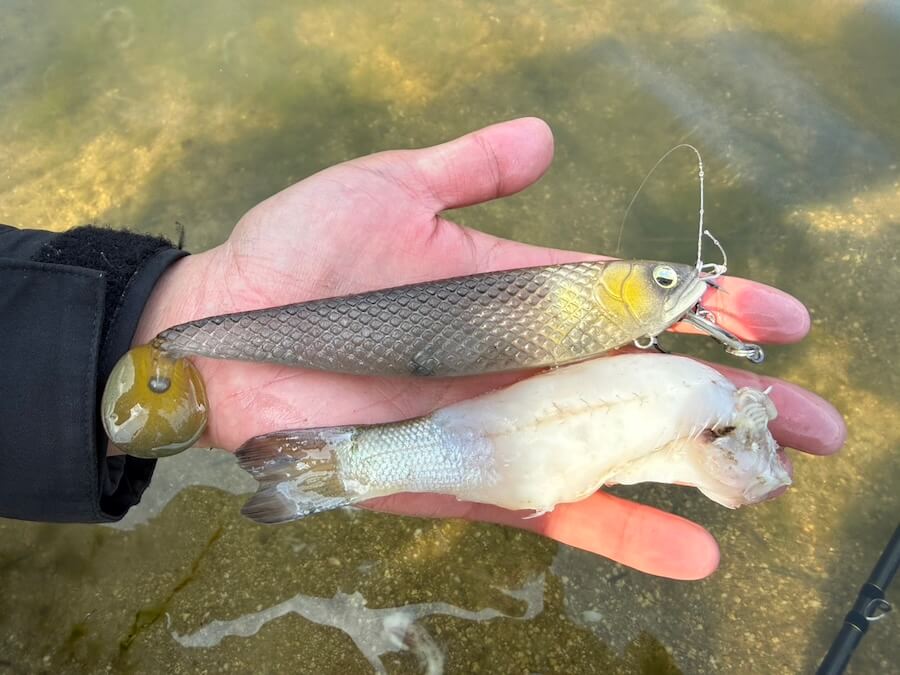 ｜ヤバすぎるデッドデッド巻き…。シャローで一撃でデカバスゲット！「このルアーパワー、ホンモノです」