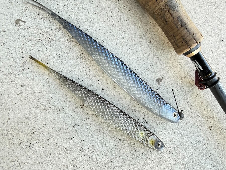 ｜「無双しちゃいました笑！」早春だけど数釣りをエンジョイ。ミドストはボトムちょい上を意識しましょう