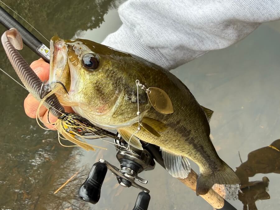 ｜「無双しちゃいました笑！」早春だけど数釣りをエンジョイ。ミドストはボトムちょい上を意識しましょう