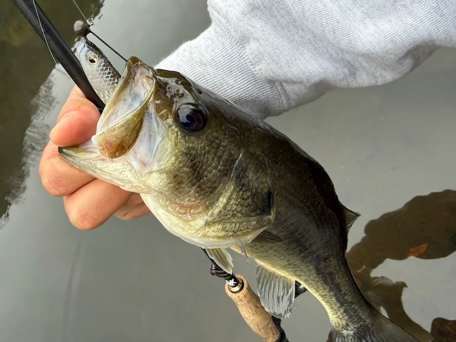 ｜「無双しちゃいました笑！」早春だけど数釣りをエンジョイ。ミドストはボトムちょい上を意識しましょう