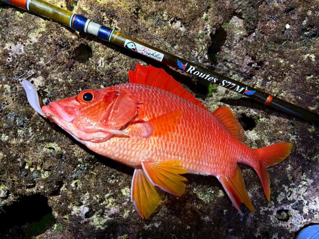 |TULALAのNEWパックロッド2本を「釣り比べ」。見えてきた“違い”と“使い分け”を徹底解説。