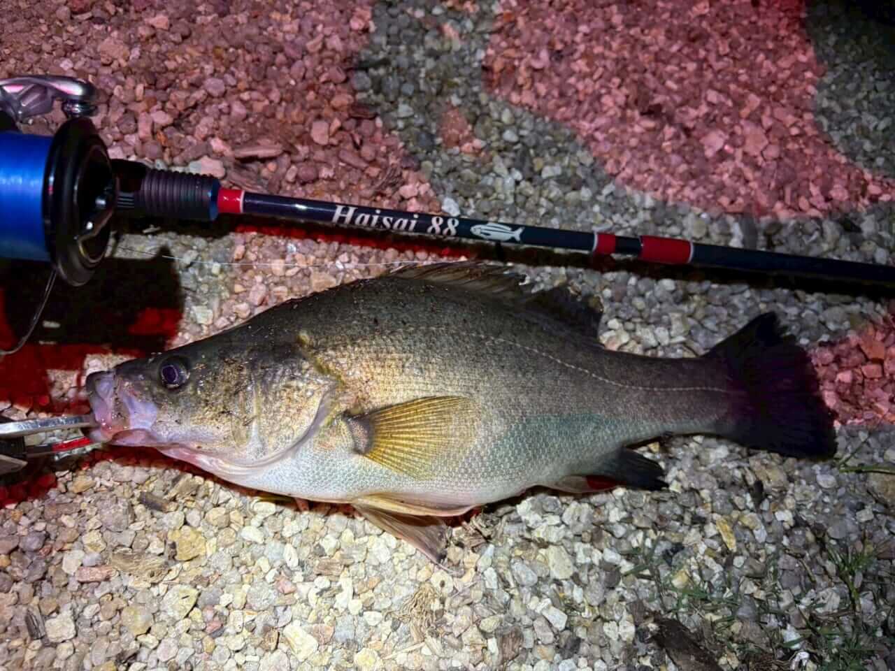 ｜「この魚はオーストラリアにしかいないヤツ！」総距離4200キロを渡る18日間のロードトリップを振り返る。