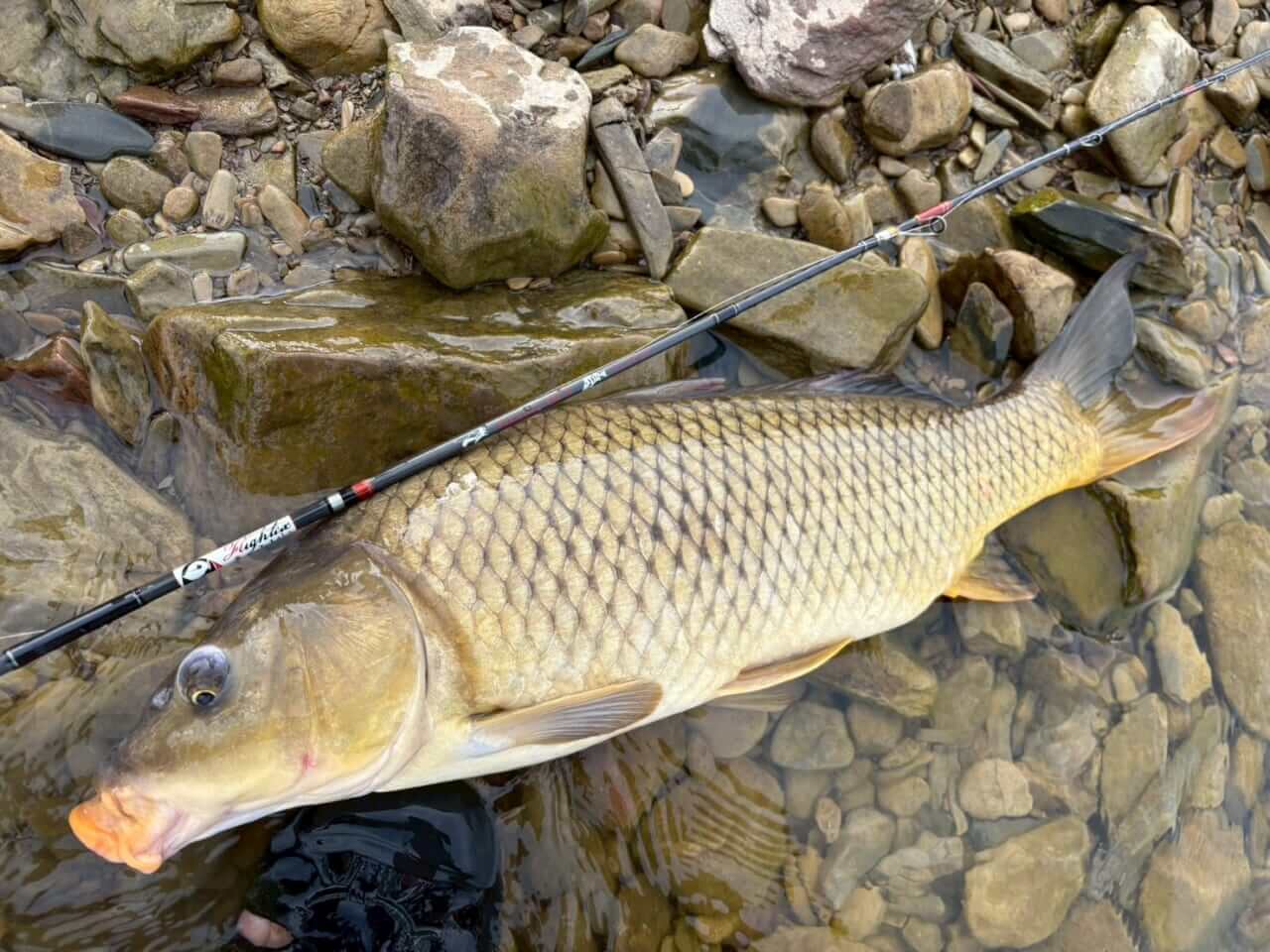 ｜「この魚はオーストラリアにしかいないヤツ！」総距離4200キロを渡る18日間のロードトリップを振り返る。