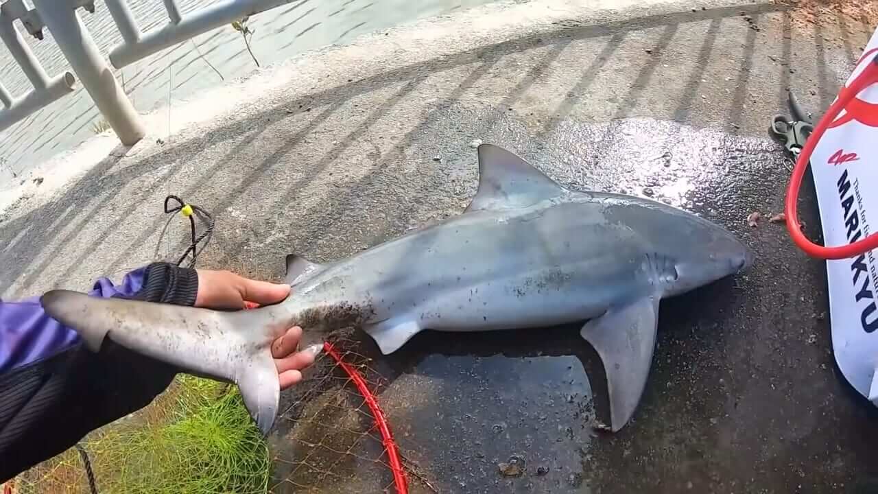 ｜「マジでいるのか」大都会に流れる川で『世界三大危険ザメ』を捕獲。「本当に珍しい事態です」